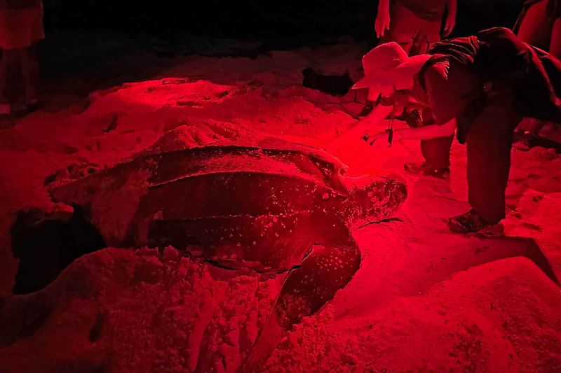 Use Red Or Turtle-Safe Lighting