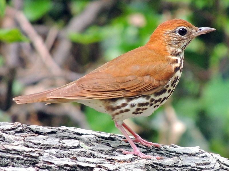 Thrush's Speckled Musical Genius