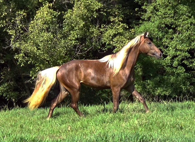 Rocky Mountain Horse