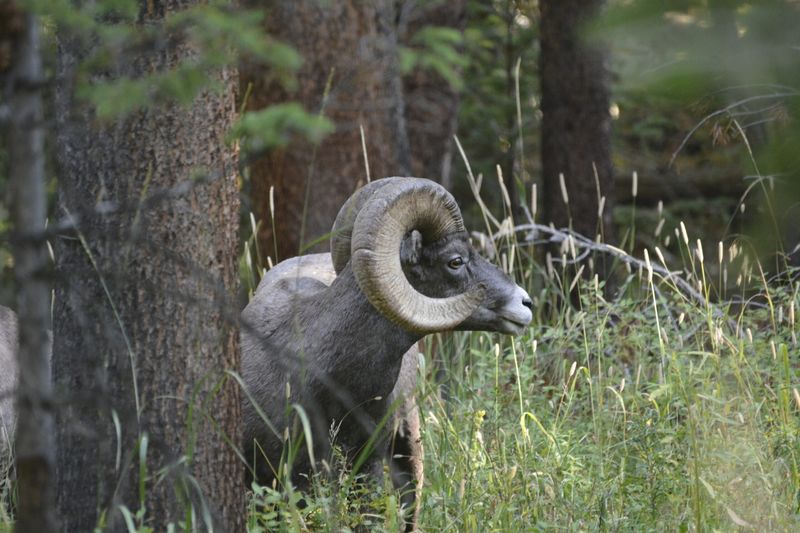 Shoshone National Forest, Wyoming
