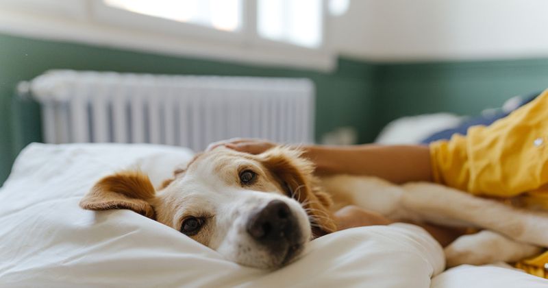 Their Bed Remains Pristine While Yours Has Paw Prints