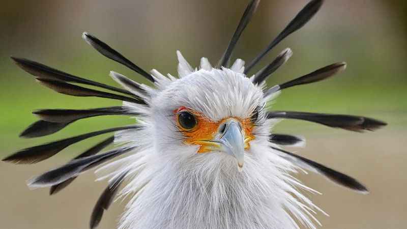 Secretary Bird – Serpent Hunter Of The Ancient Plains