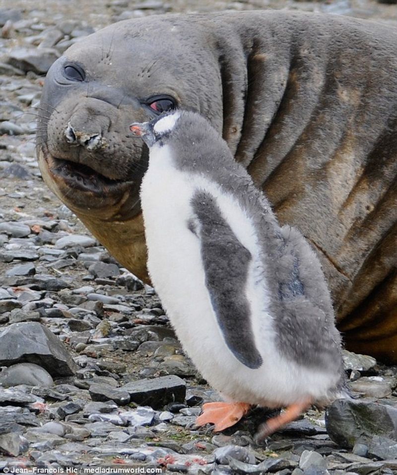 Penguin Protects Lost Seal Pup