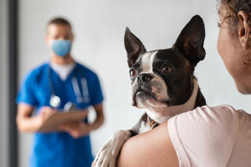 What To Do If Your Dog Eats Too Much Pepper