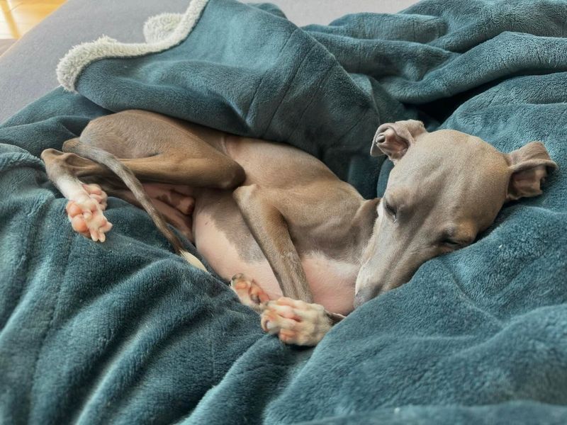 Inseparable Italian Greyhounds