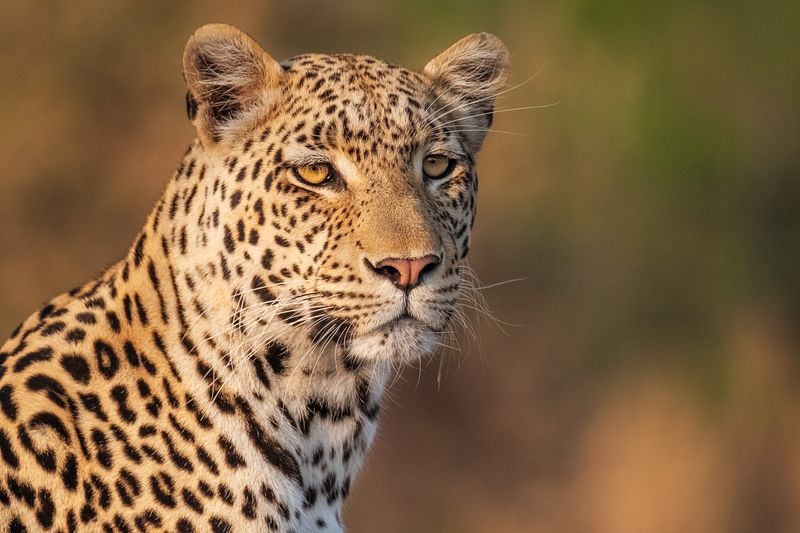 African Leopard: Sahel's Heat-Defying Predator