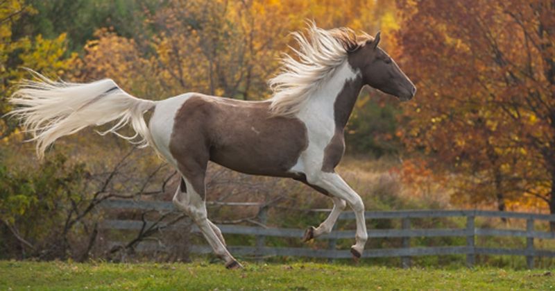 Kentucky Mountain Saddle Horse