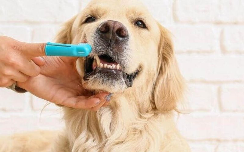 Regular Dental Care
