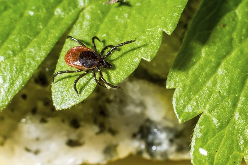 Effective Tick Prevention Strategies
