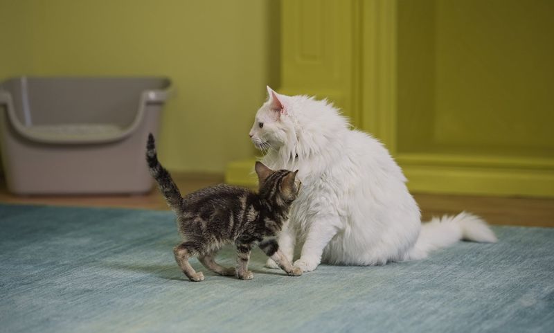 Proper Introduction Techniques