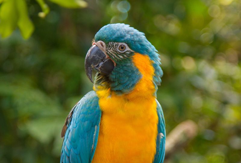 Blue-Throated Macaw: Bolivia's Living Jewel