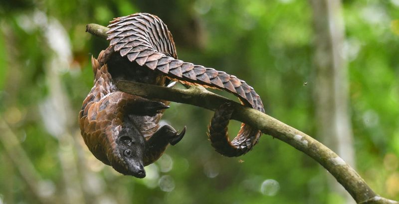 White-Bellied Pangolin (Phataginus tricuspis)