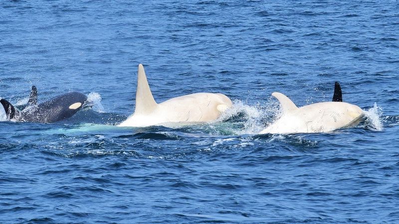 Part Of A Small Group Of All White Orcas In Japanese Waters