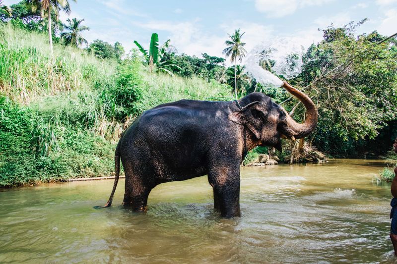 Elephant Freedom Project In Sri Lanka