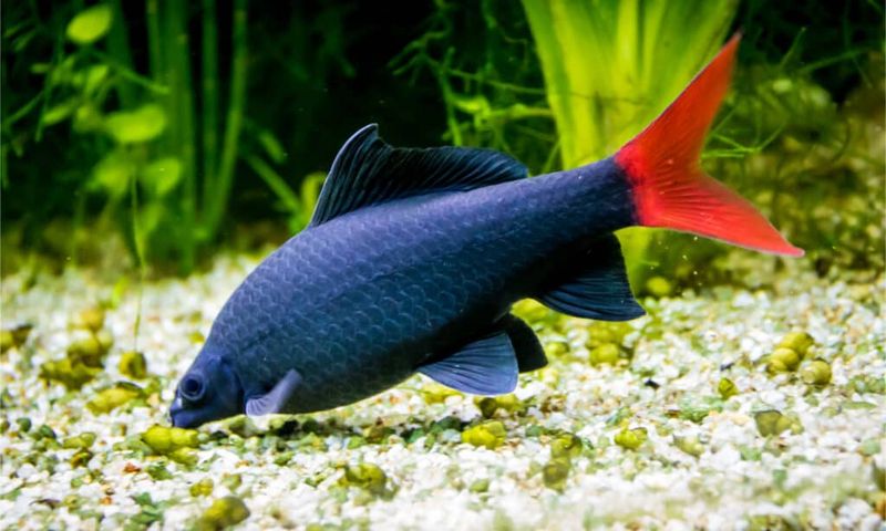 Habitat: Freshwater Rivers Of Southeast Asia