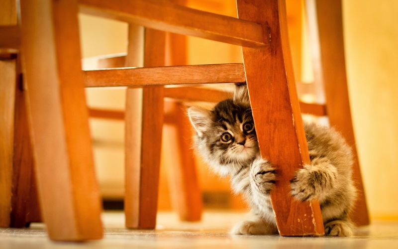 Hiding In Small Spaces