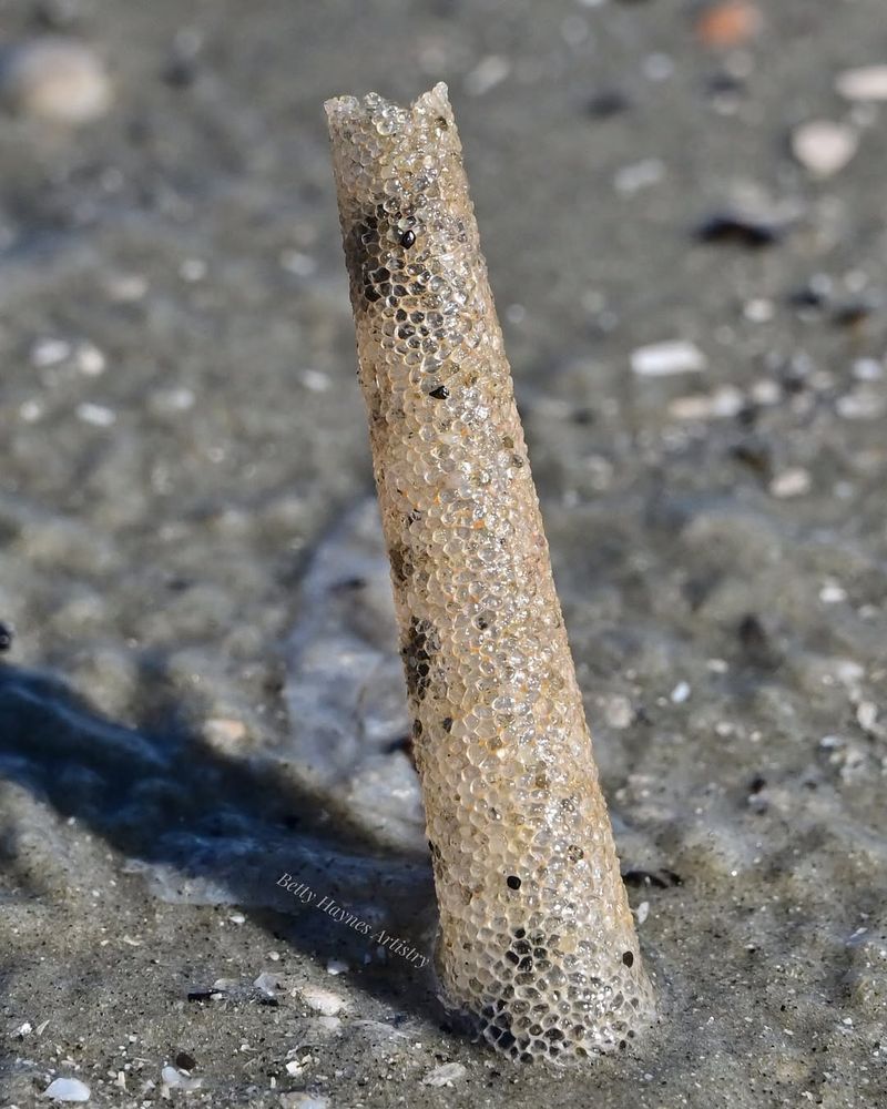 Ice Cream Cone Worm