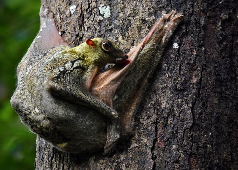 Sunda Colugo