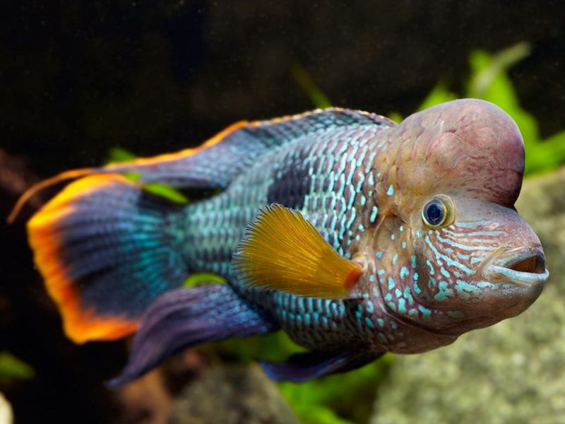 Green Terror Cichlid – The Psychological Warfare Expert
