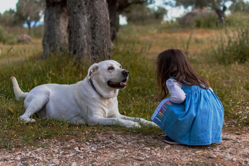 Labrador Retriever: The Family-Friendly Alternative