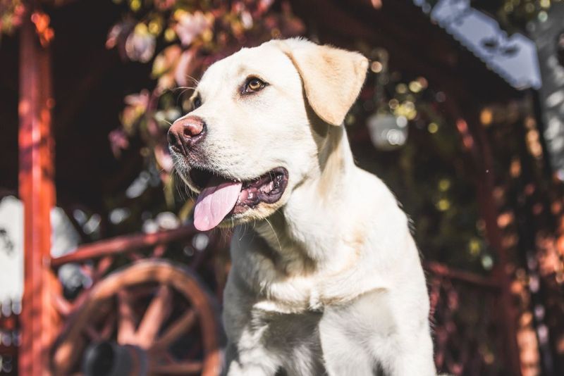Labrador Retriever