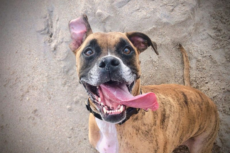 Boxers: The Clowns Who Love With Their Whole Bodies
