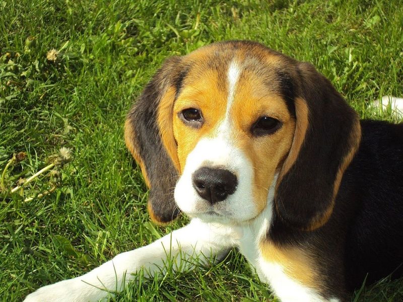 Beagles: Forgiving Foodie Friends