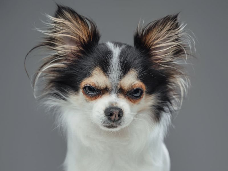 Chihuahuas