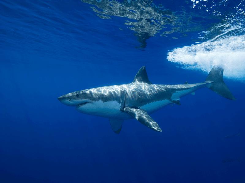 Camouflage Beyond Countershading