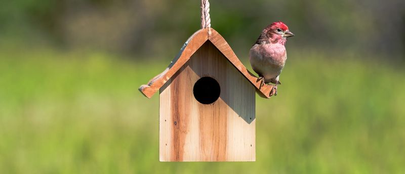 Create Nesting Opportunities