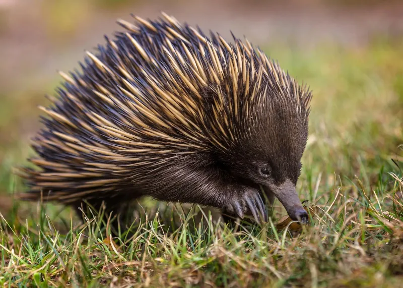 Short-Beaked Echidna