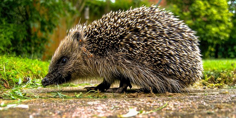 Hedgehogs