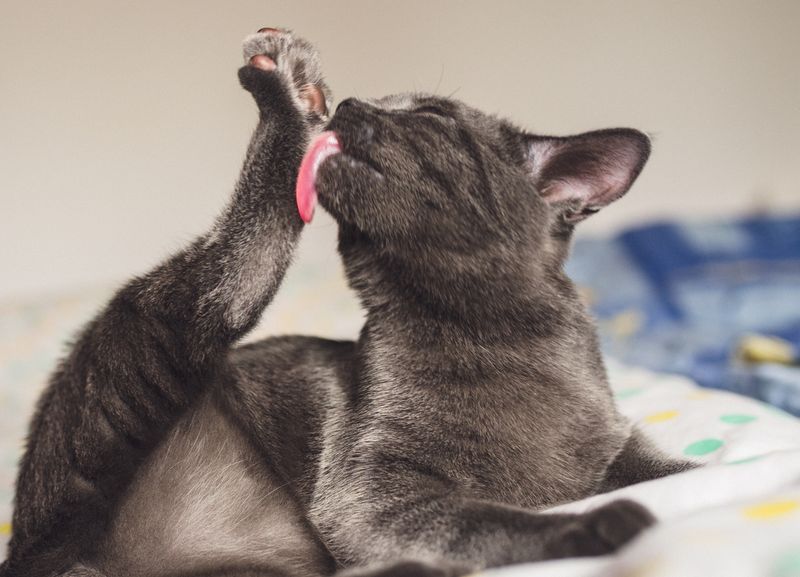 Consistent Grooming Routines