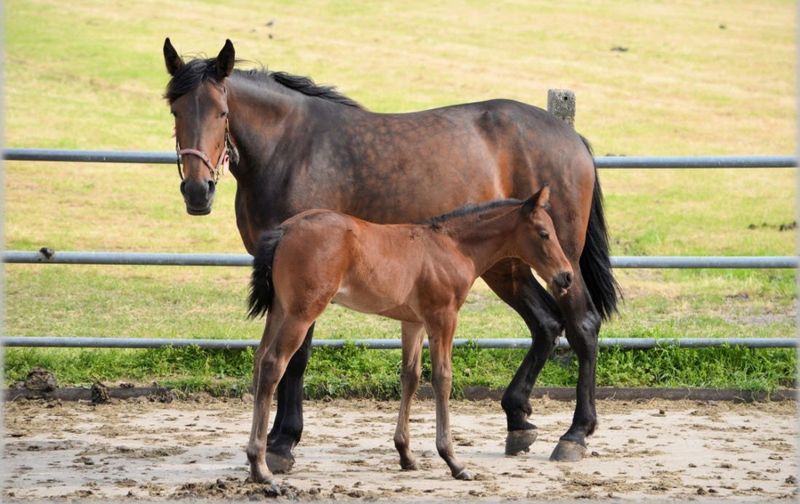Weaning Woes