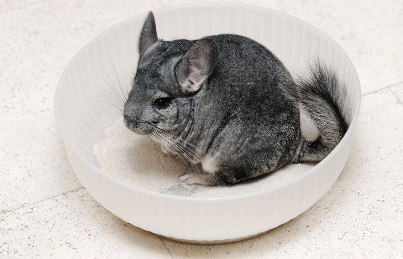Charming Chinchillas