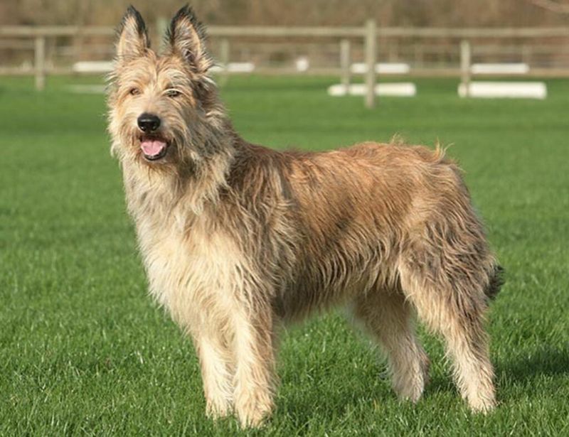 Natural Watchdogs Without Aggression