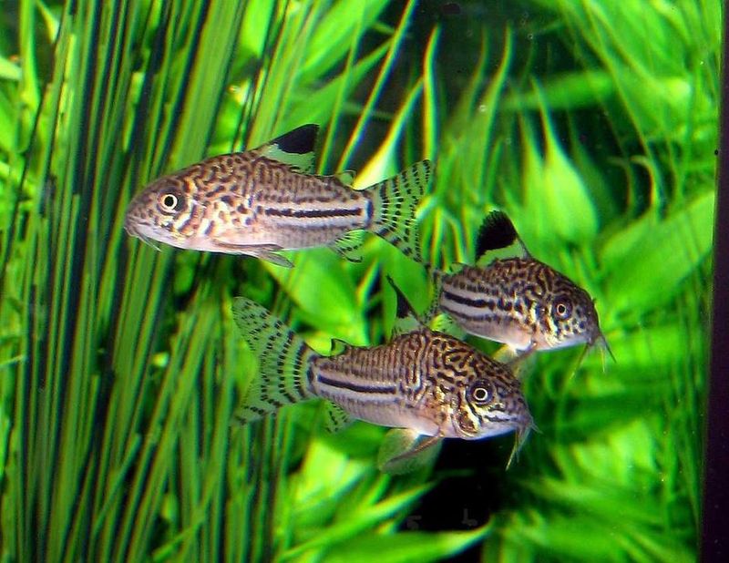 Corydoras Catfish: The Adorable Bottom Dwellers