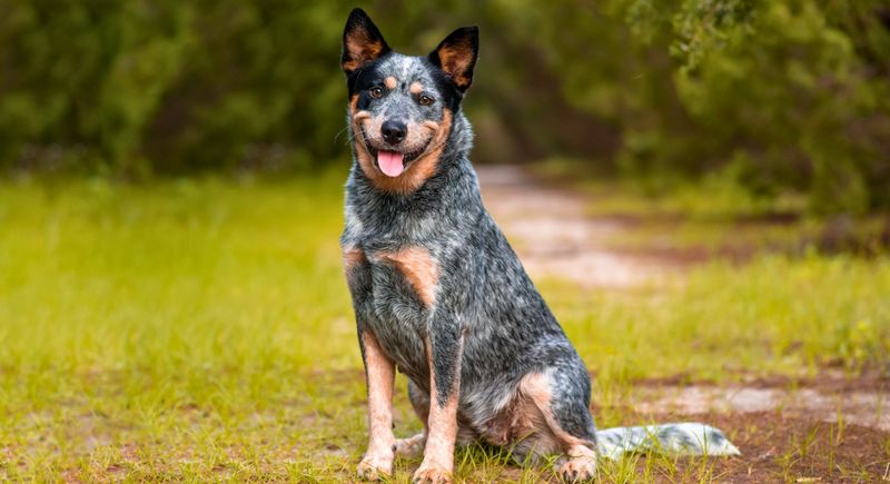 Australian Cattle Dog