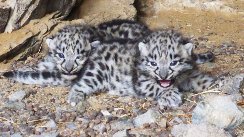 Disrupted Breeding Patterns