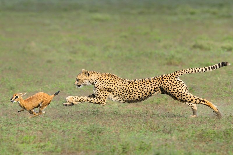 Decreased Prey Availability