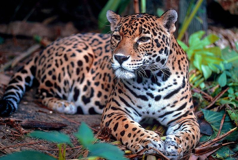 Human-Wildlife Conflict Is Growing
