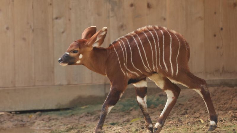 Captive Breeding Offers Hope