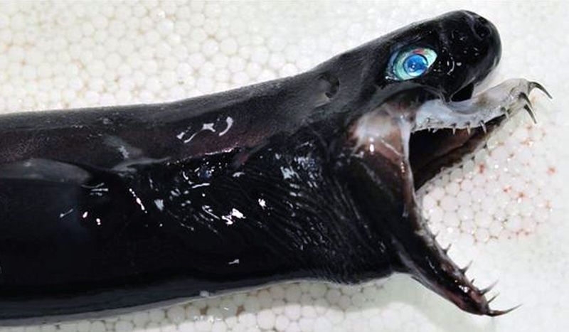 Viper Dogfish