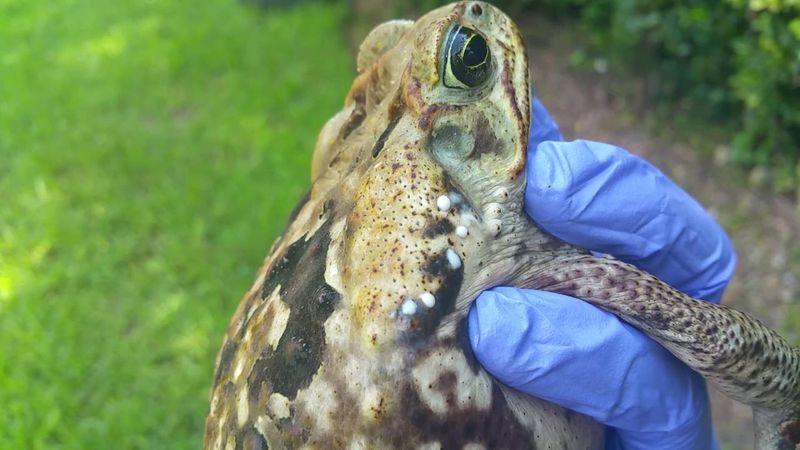Emergency Response To Frog Toxins