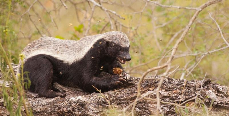 Honey Badgers: Nature's Fearless Fighters