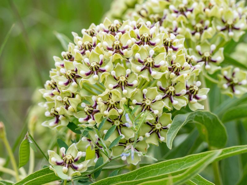 Green Milkweed (Asclepias Viridis)