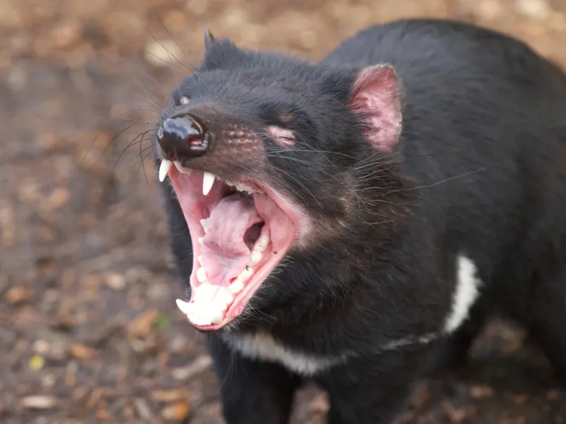 Tasmanian Devil – Small Package, Mighty Crunch