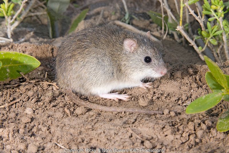 Rice Rat
