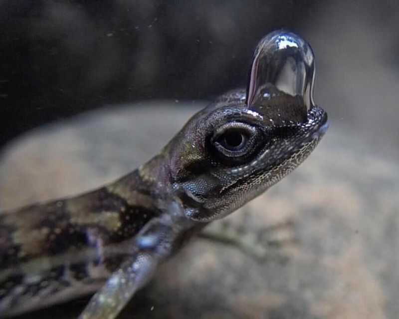 Water Anole