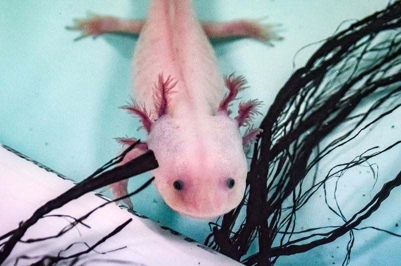 Efforts To Save The Axolotl
